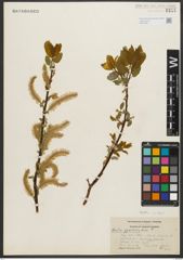 Foto von Salix pyrifolia Andersson